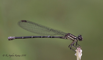 Argia translata, female